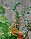 Libro Home in Bloom: Lessons for  Creating Floral Beauty