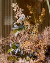 Libro Home in Bloom: Lessons for  Creating Floral Beauty