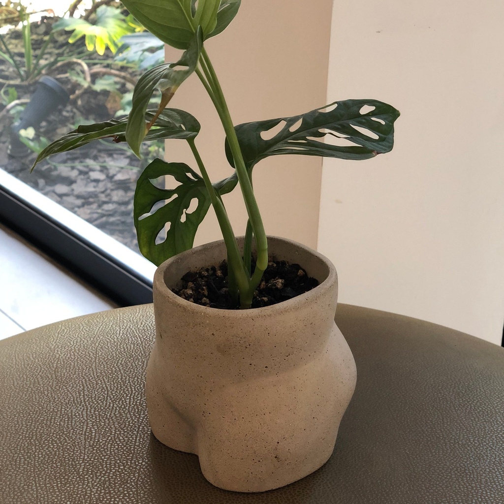 Bootie Gris con planta