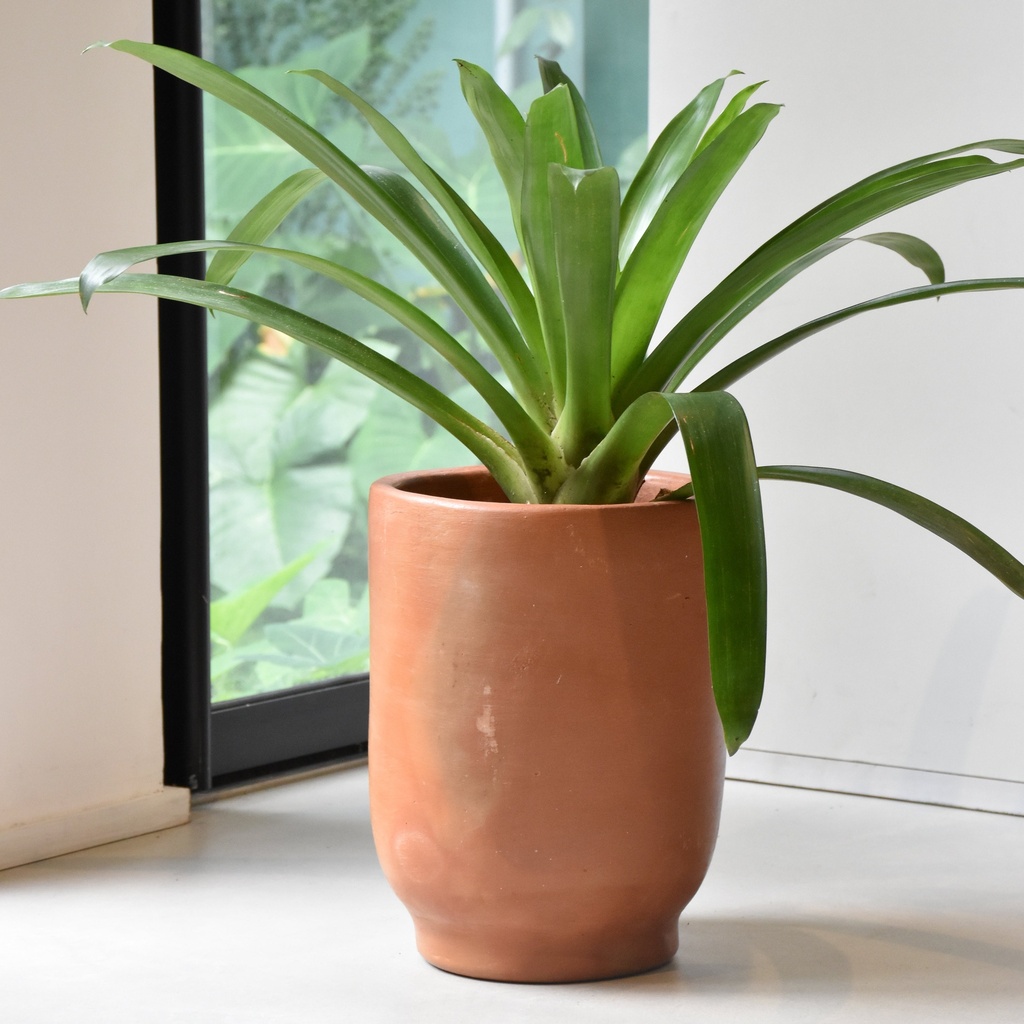 Maceta barro copa mediana