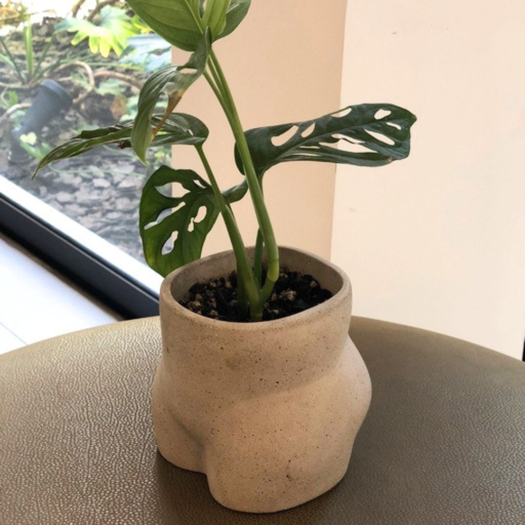Bootie con planta