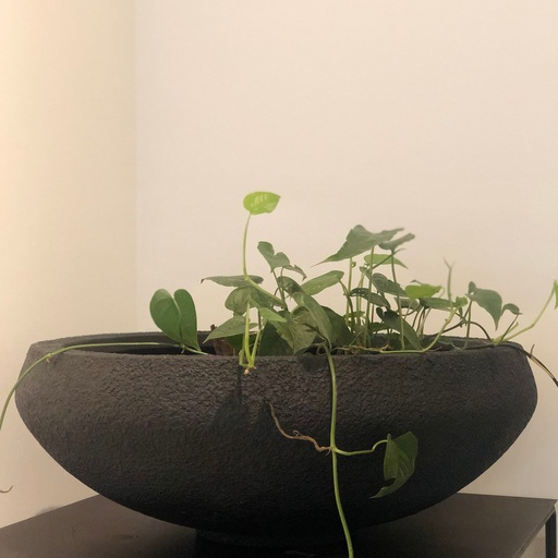 [M0046] Maceta tipo bowl negro