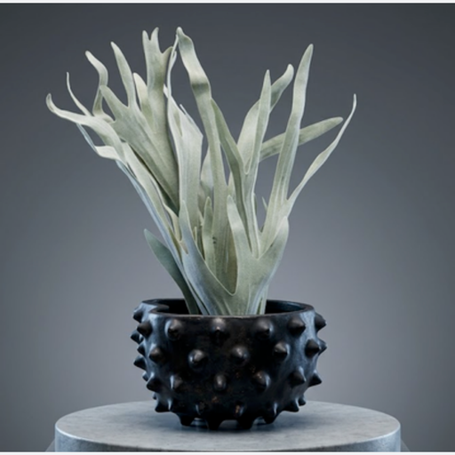 The Thorn Bowl