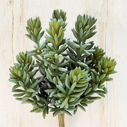 Suculenta Rosetón